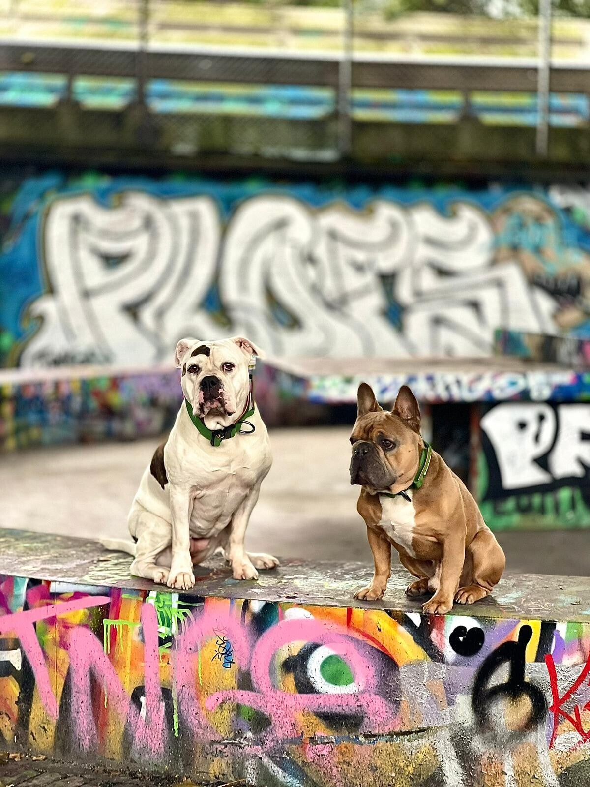 Comfort Controle Halsband - Groen Oranje