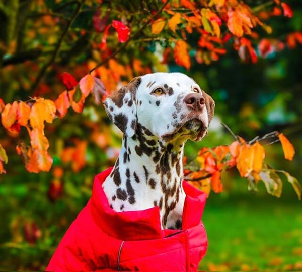 Spark Paws official Warm Shield waterbestendige jas - Rood