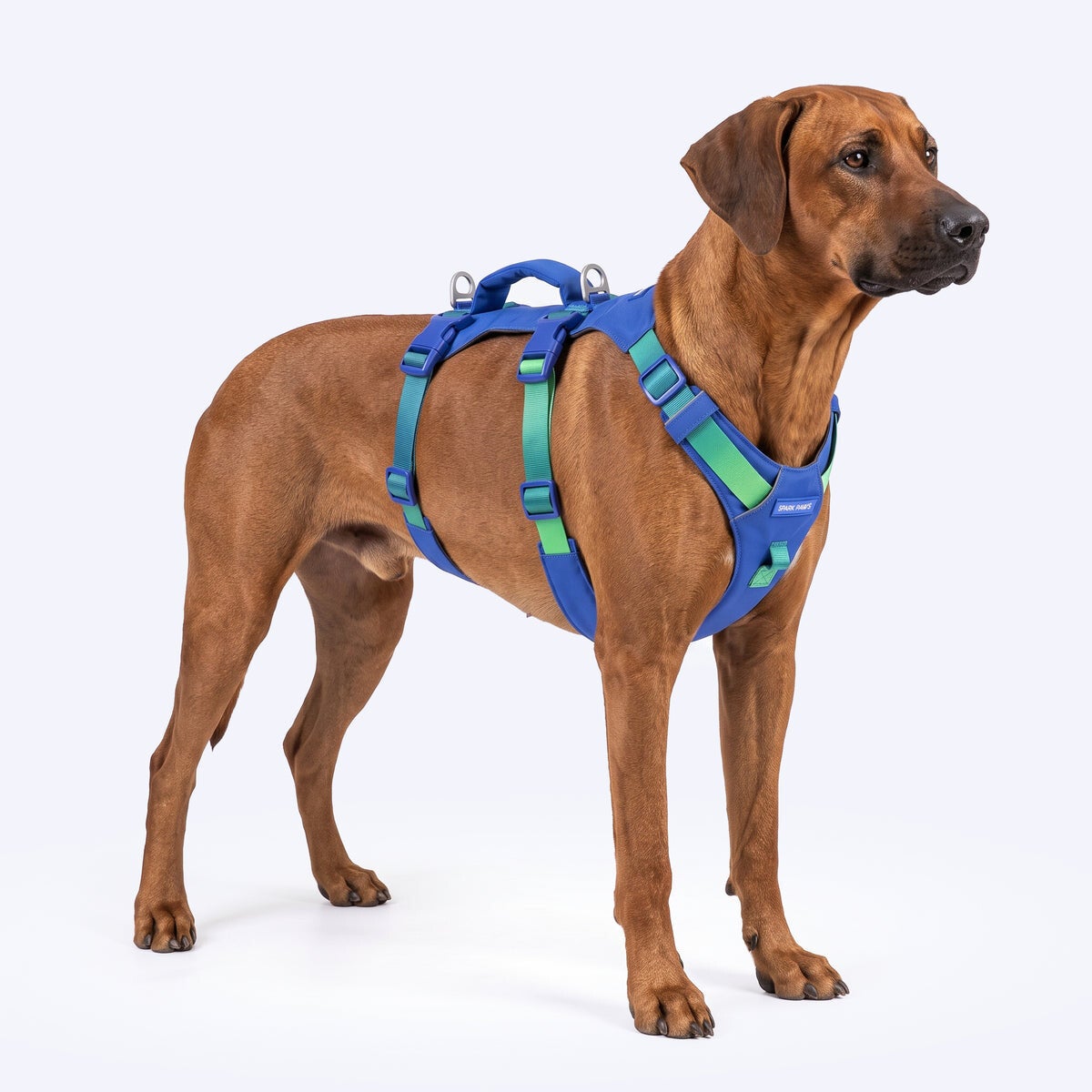 AeroThin escape proof harness - Lime Wave