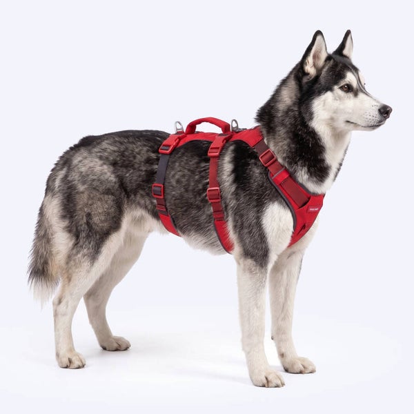 AeroThin escape proof harness - Red