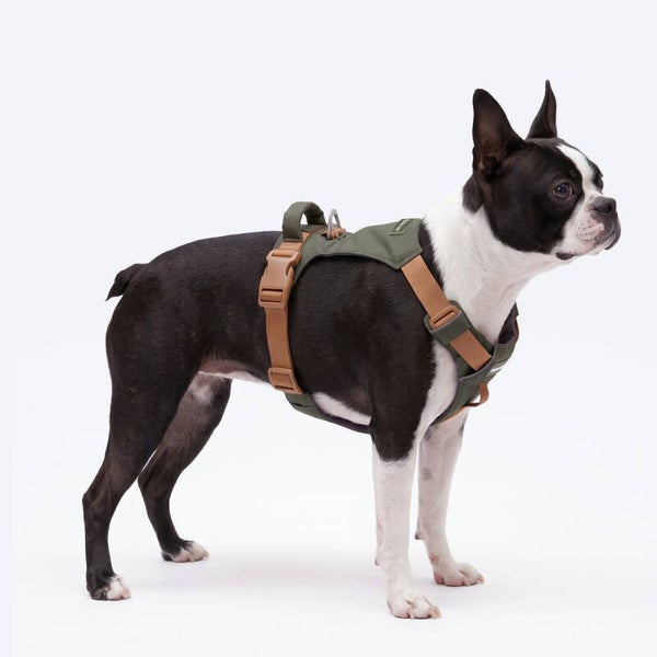 AeroThin everyday harness - Green/Brown