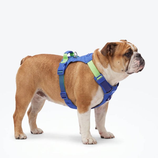 AeroThin everyday harness - Lime Wave