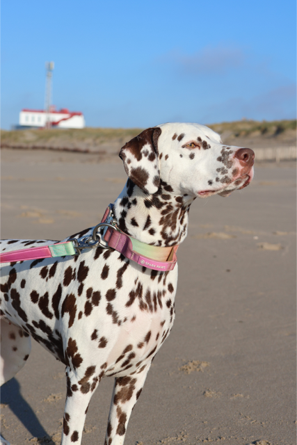 Tactical halsband - Pastel Icing