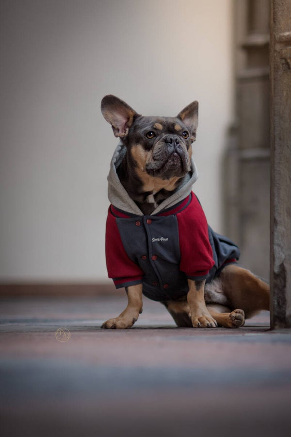 Dog Varsity Jacket - Grijs Rood