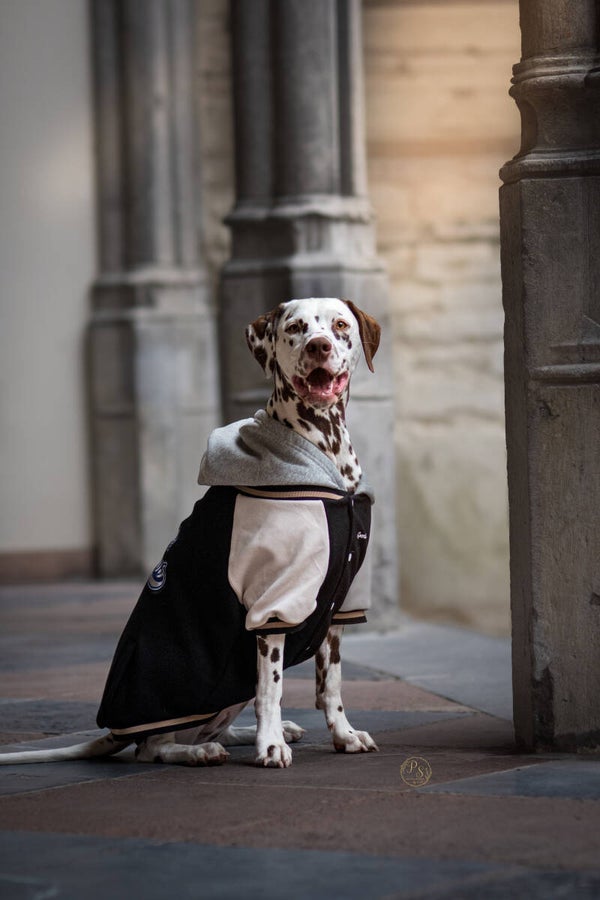 Honden Varsity Jas - Zwart