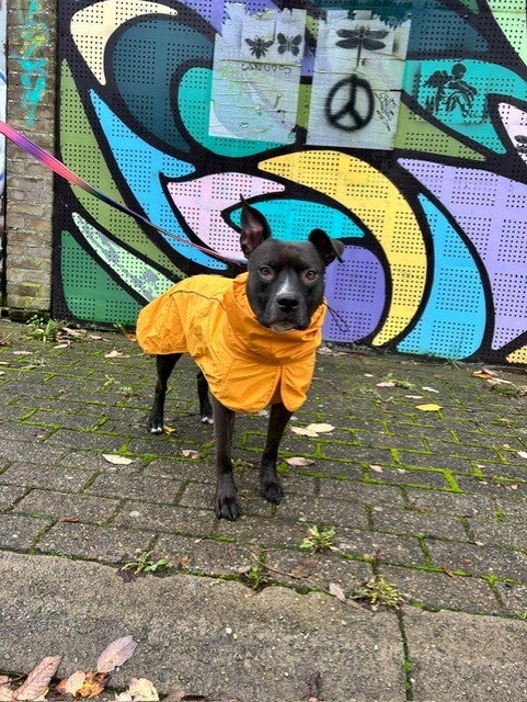 Breatheshield™ Dog Raincoat - Mustard Yellow