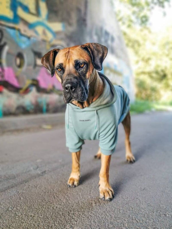 Essential Dog Hoodie