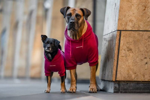 Essential Dog Hoodie - Burgendy