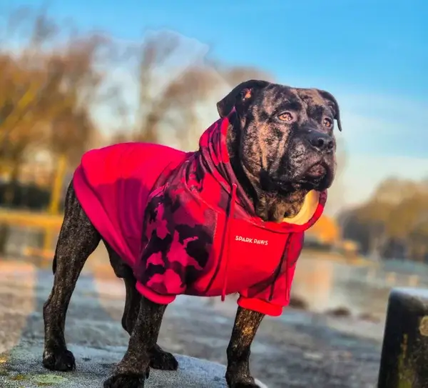 Spark Paws official hoodie - Camo Fuchsia