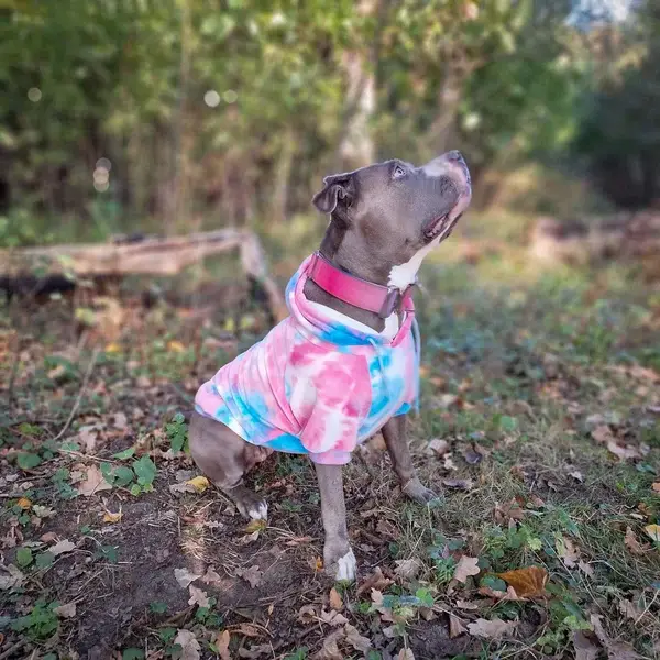 Spark Paws official hoodie - Velvet Snow Cone