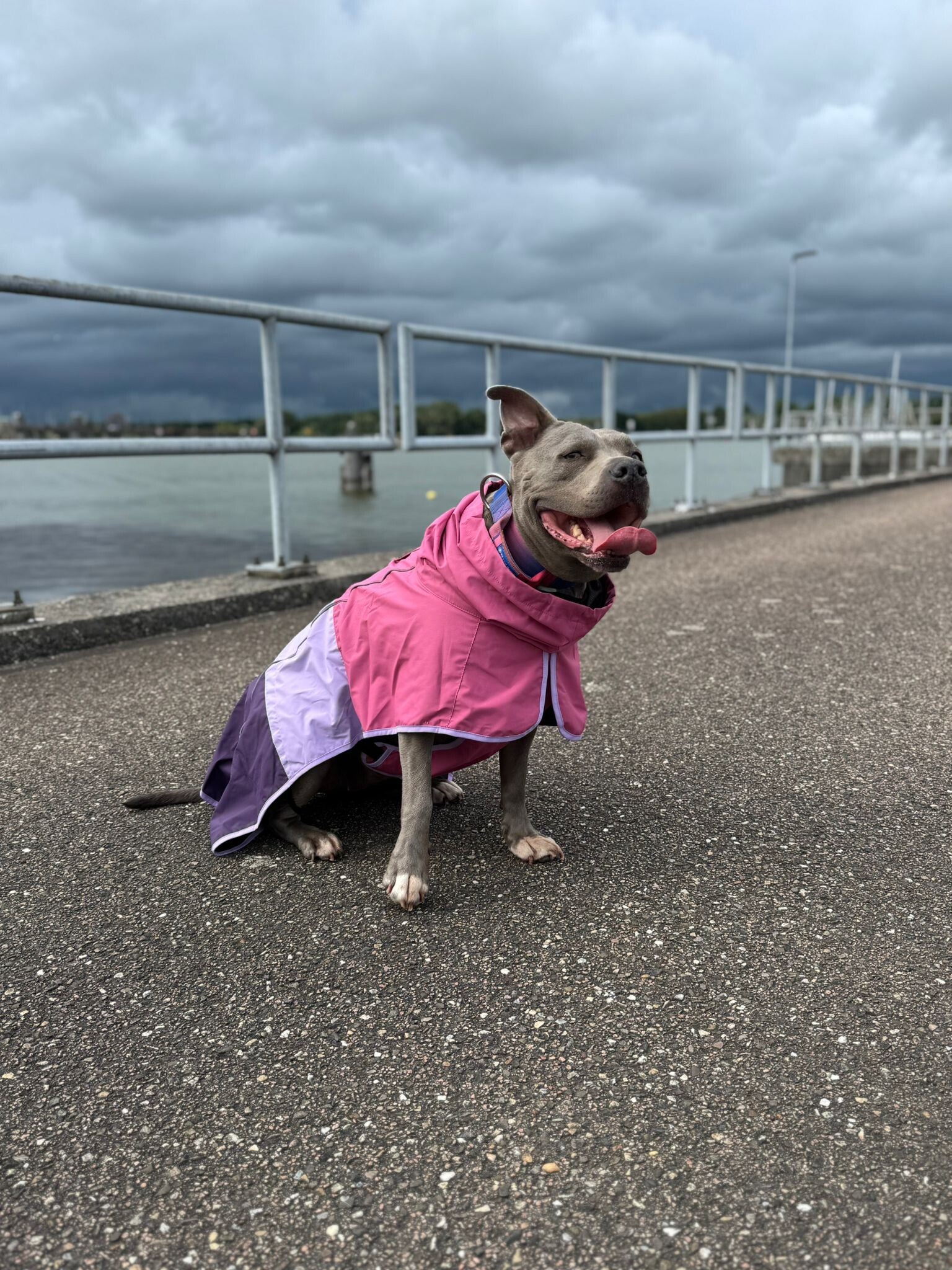 Breatheshield™ Hondenregenjas - Roze Lila Paars