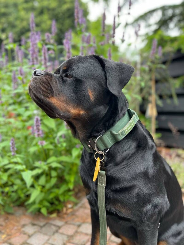 Tactical halsband - Leger groen