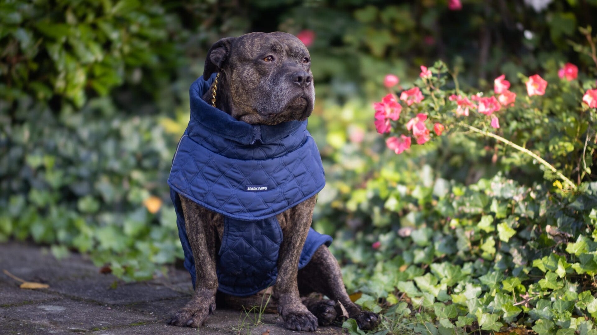 Gewatteerde klassieke winterjas - Blauw
