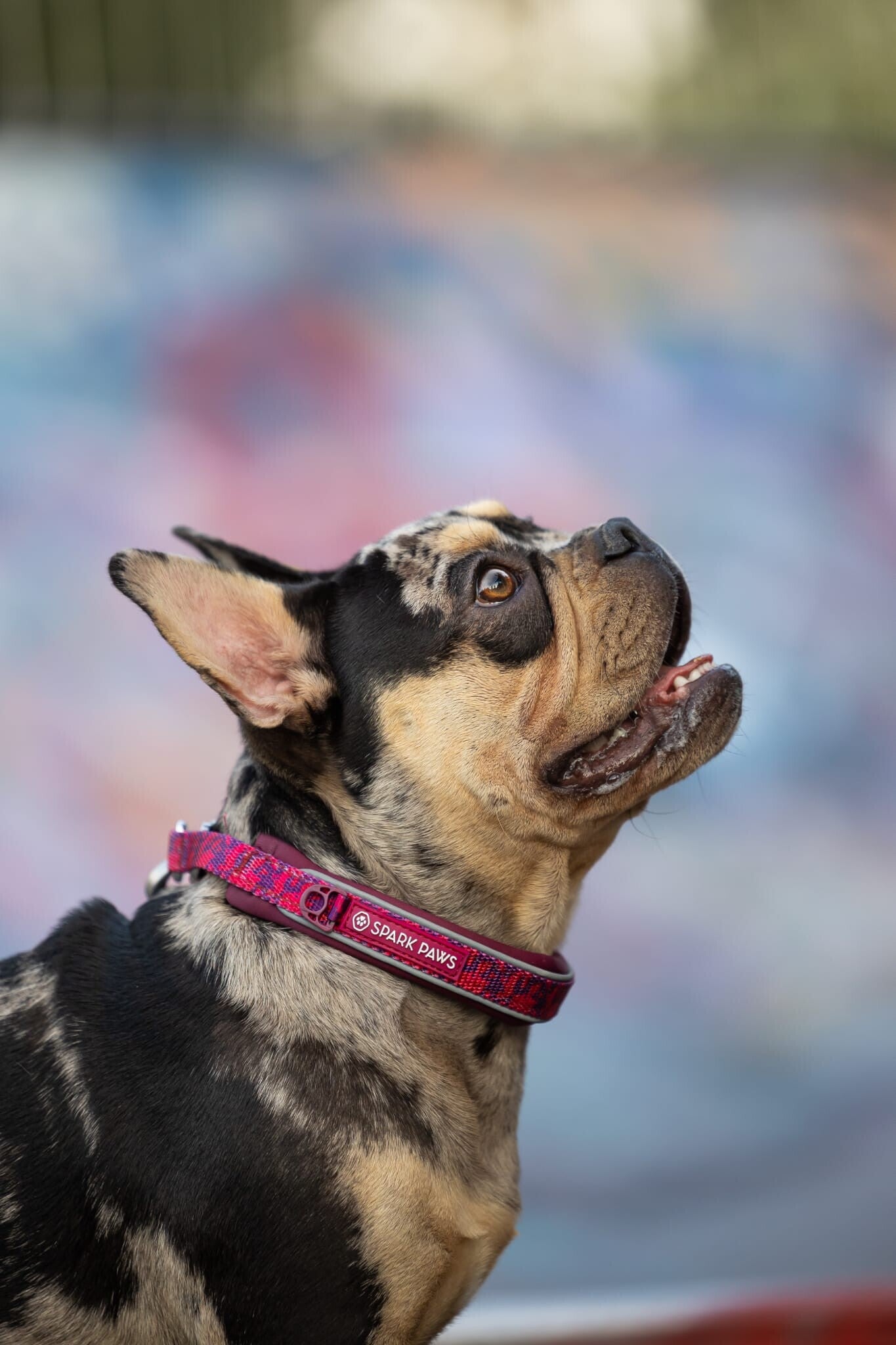 Martingale halsband - Camo fuchsia
