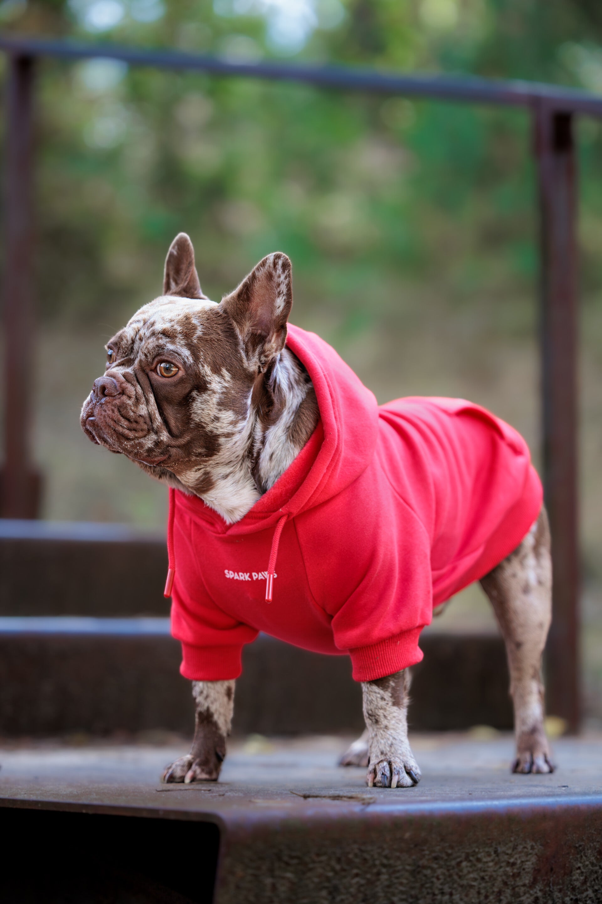 Essential Dog Hoodie - Karmozijnrood
