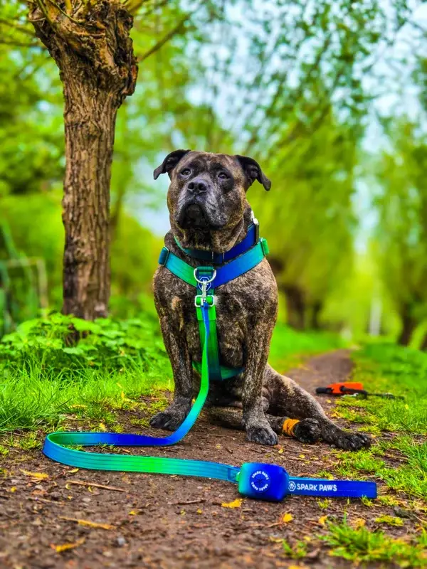 Comfort Control hondentuig set - Lime Wave