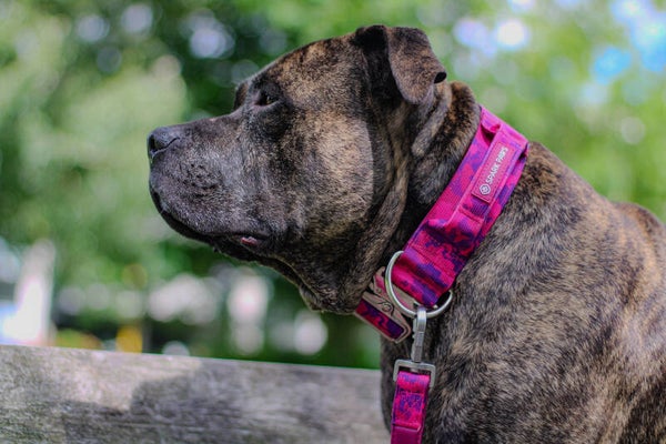 Comfort Controle Halsband - Fuchsia Camo