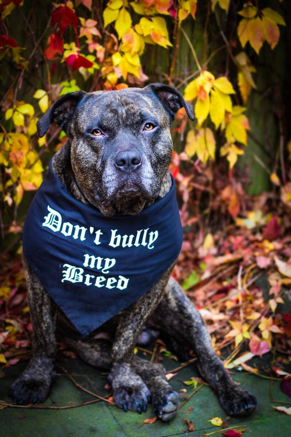 Don't bully my breed Bandana