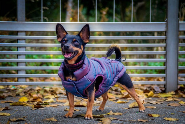 WarmShield Water-Resistant Jacket - Cosmic