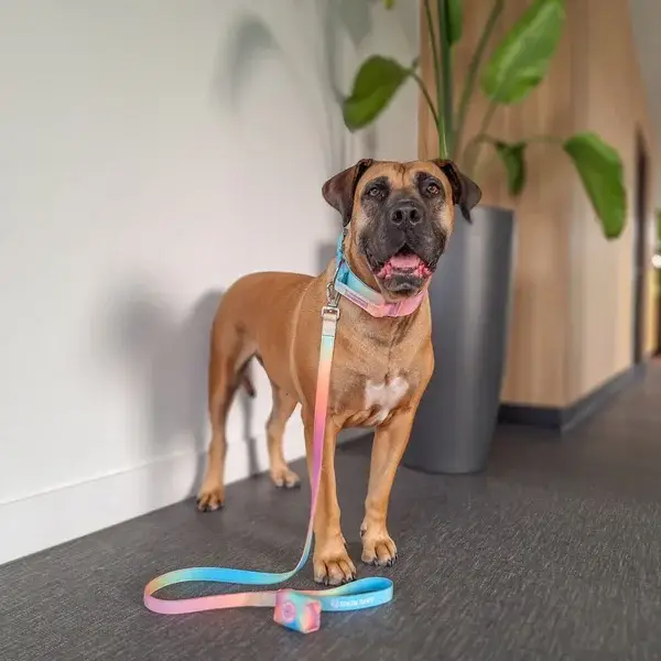 Tactical halsband set - Pastel Icing