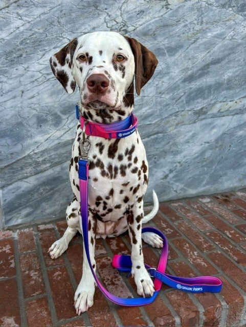 Tactical halsband set - Snow Cone