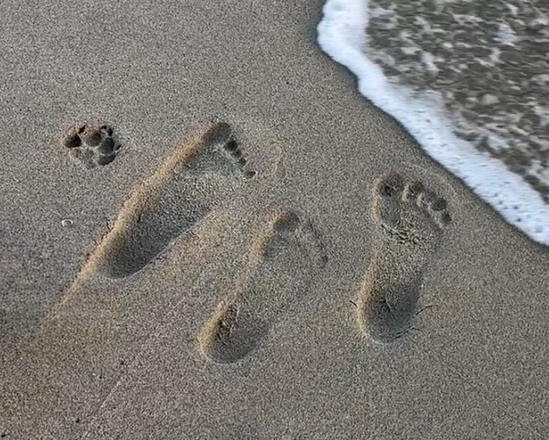 Travel with dog footprints
