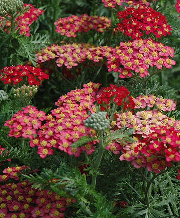 Achillea 'Paprika'