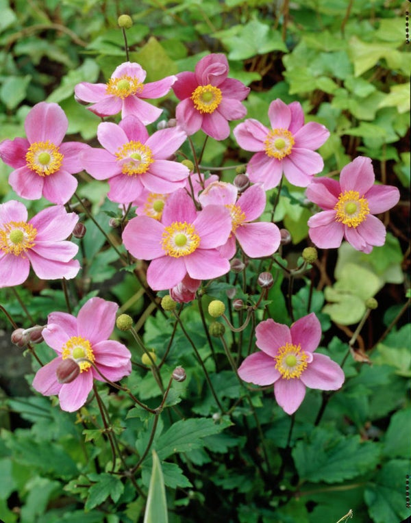 Anemone hupehensis 'September Charm'