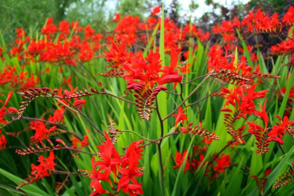 Crocosmia 'Lucifer'