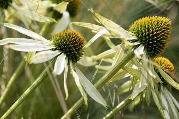 Echinacea 'White Swan'