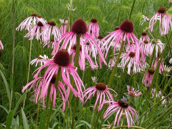 Echinacea pallida