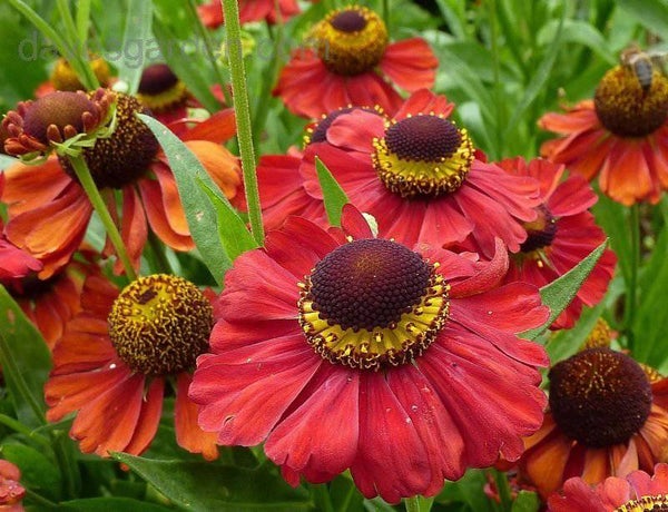 Helenium 'Kupferzwerg'