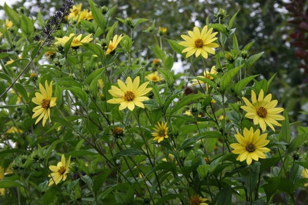 Helianthus 'Lemon Queen'