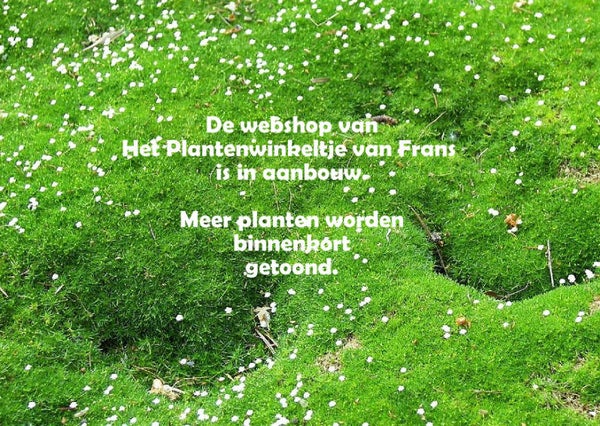 Webshop in aanbouw!