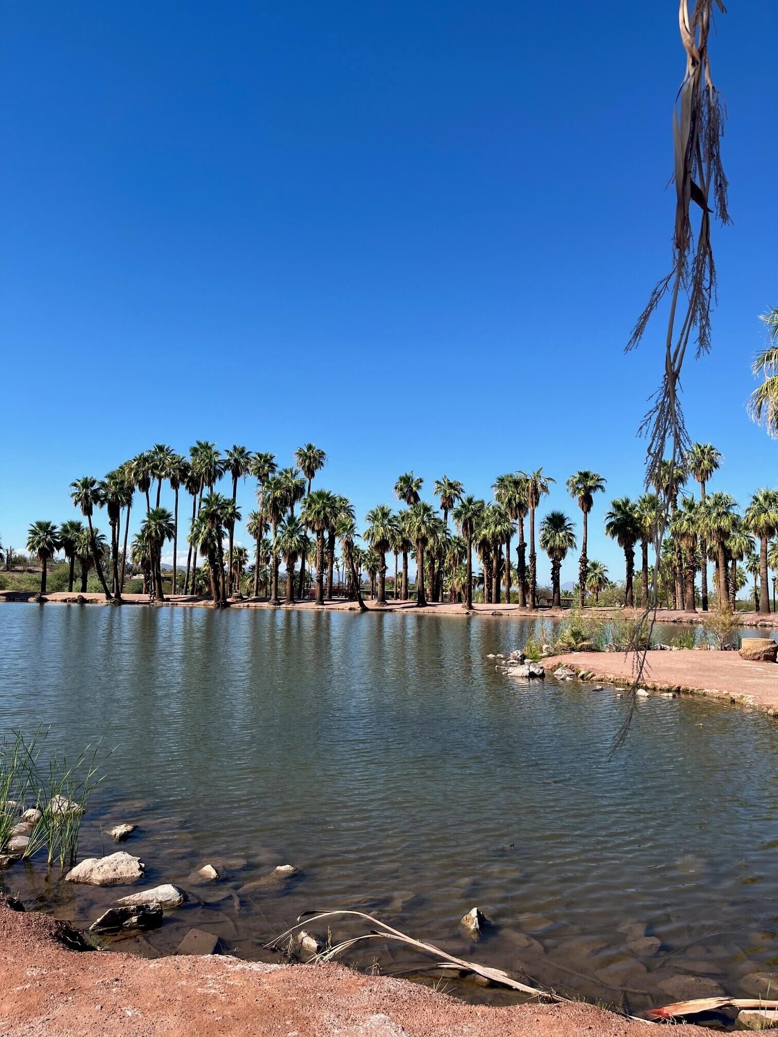 Papago Park Lagoon entouré de palmiers et de buttes rouges, Phoenix Arizona