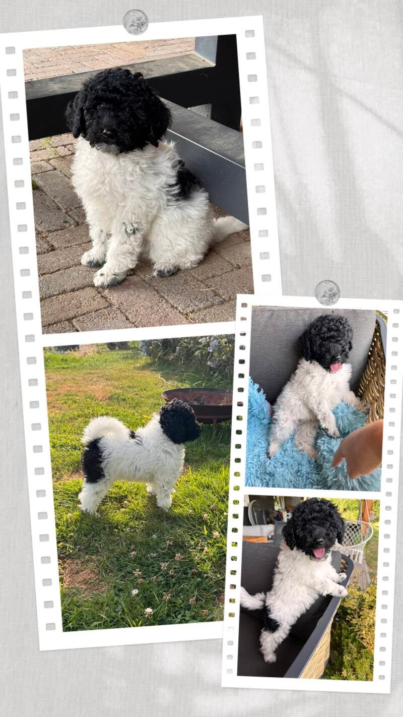 poedel doodle reu bobby harlekijn