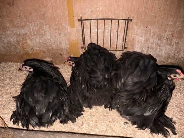 Black pekin hen