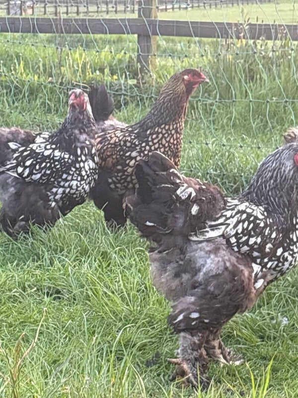 Silver laced Brahma hen