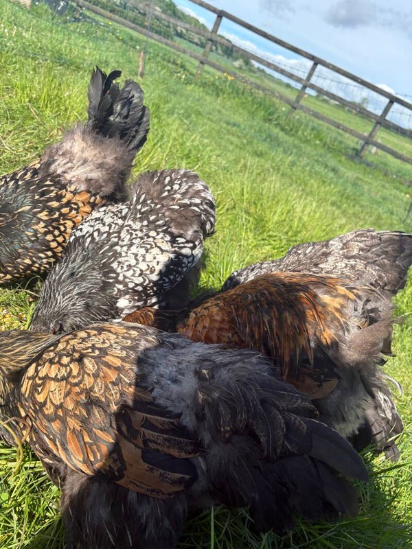 Gold laced Brahma hen