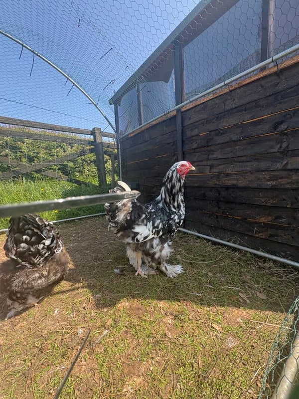Mottled Brahma