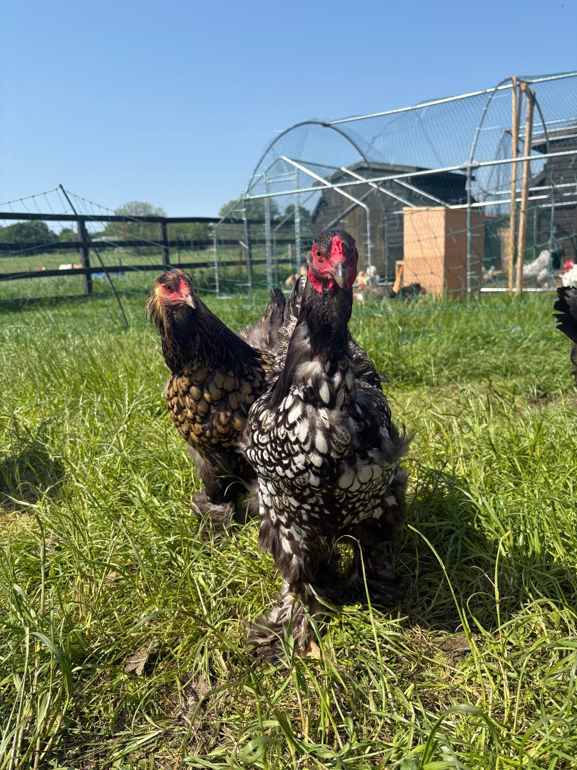Gold/silver laced Brahma