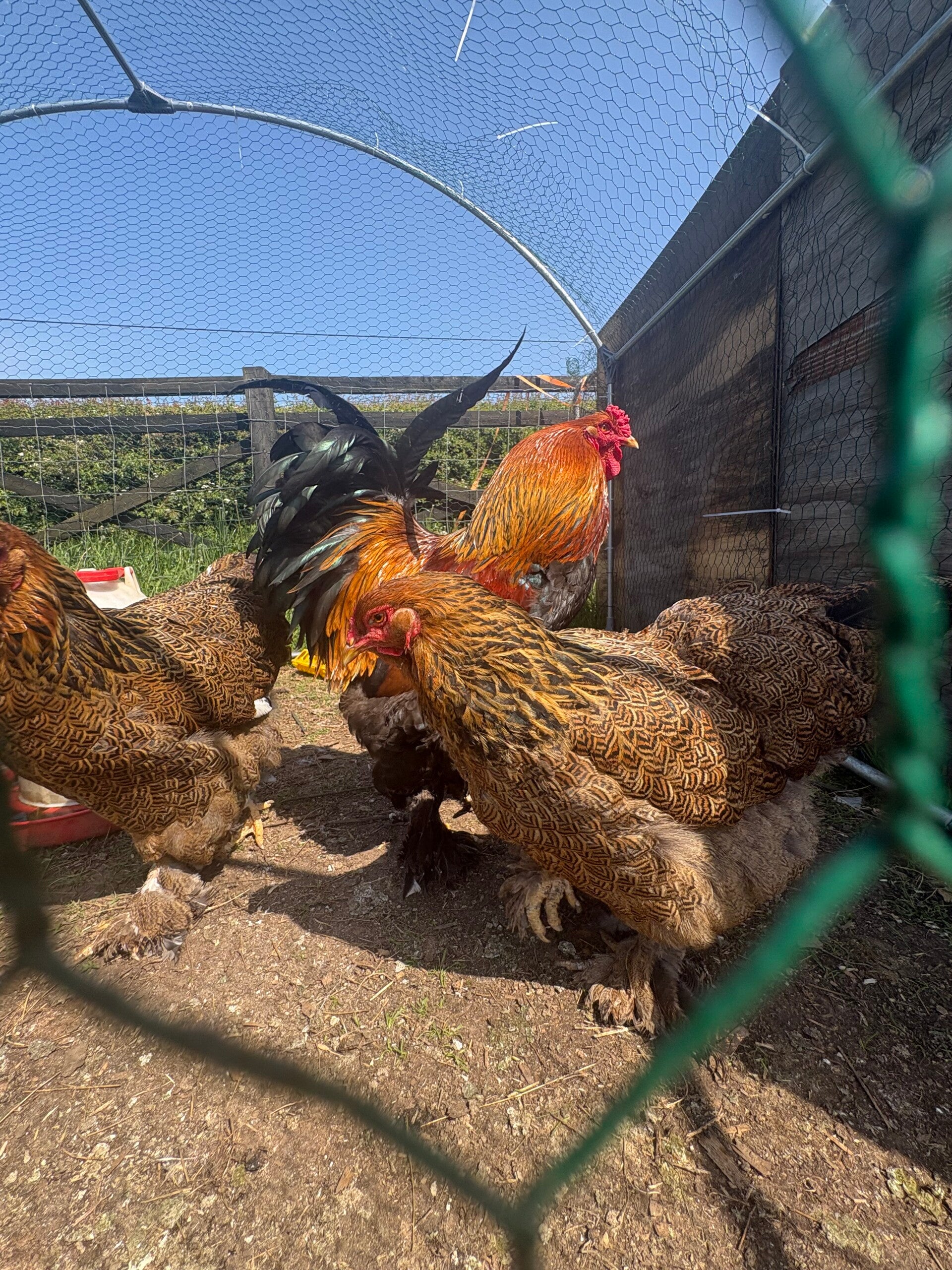 Gold partridge brahma