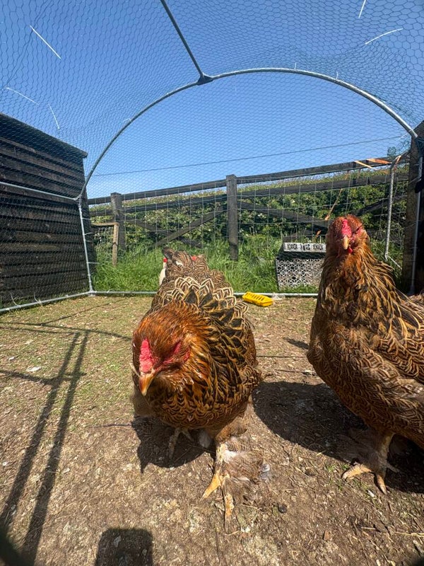Golden partridge Brahma hen