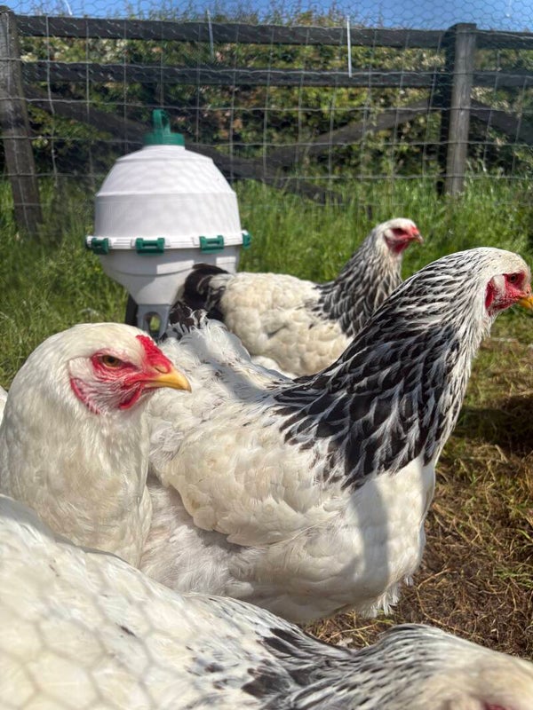 Light Brahma hen