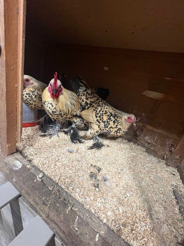 Lemon millefleur sablepoot hen