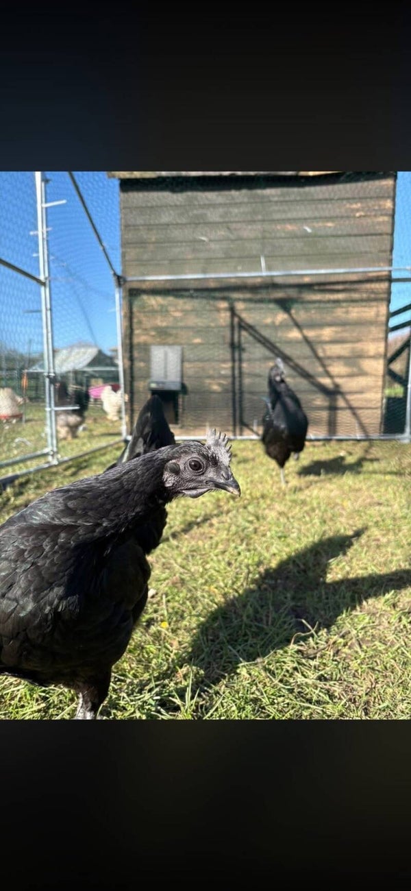 Ayam cemani hen