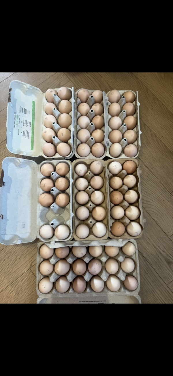 Hatching eggs