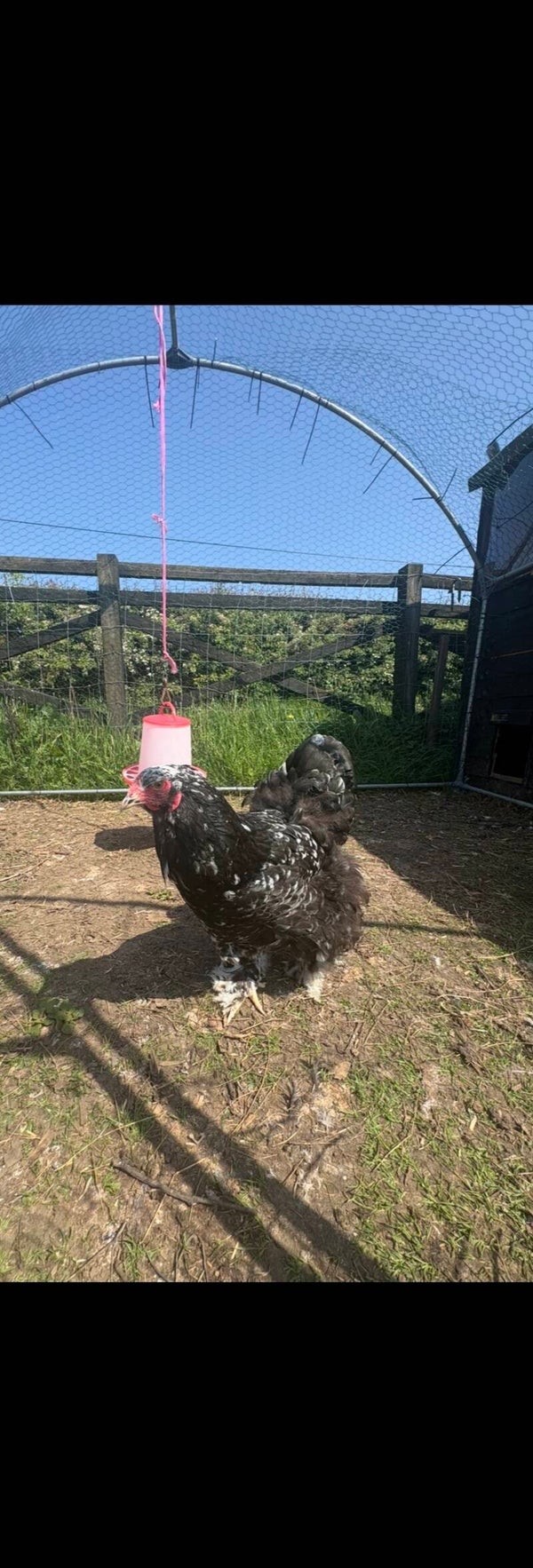 Mottled Brahma hen