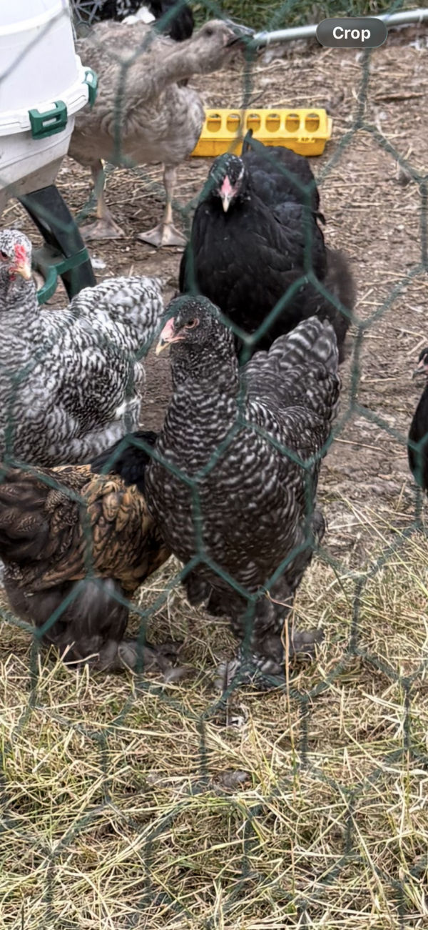 Cuckoo Brahma hen