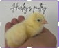 Harleys poultry